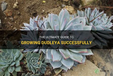 dulaw plant|dudleya how to grow.